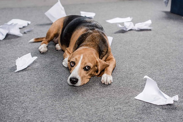 Hur du kan hjälpa din stressade hund