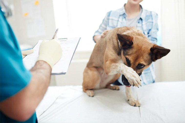Hälsovård för din nya hund: Vaccinationer och veterinärbesök.
Veterinärbesök – Förebyggande vård och rutinkontroller