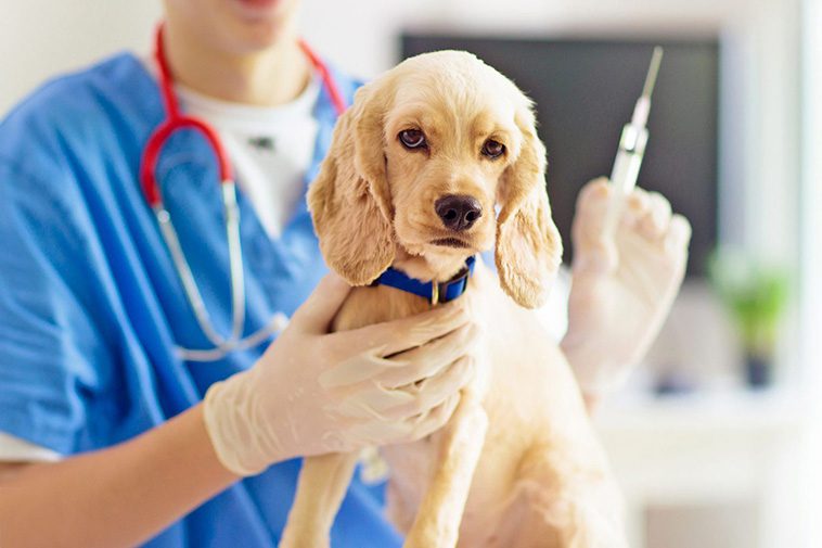 Hälsovård för din nya hund: Vaccinationer och veterinärbesök.
Vaccinationer – en nödvändig del av hundens hälsa