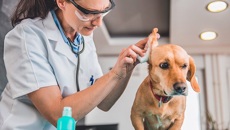 Hälsovård för din nya hund: Vaccinationer och veterinärbesök.
Att skapa goda vanor för din hunds hälsa