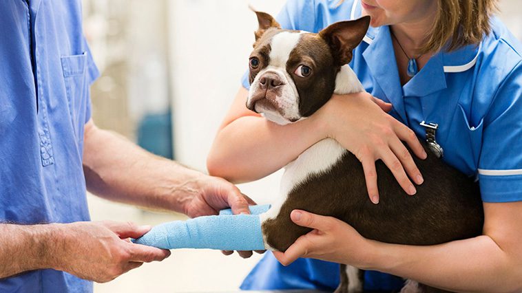 Hälsovård för din nya hund: Vaccinationer och veterinärbesök.
När är det dags för ett akut veterinärbesök?