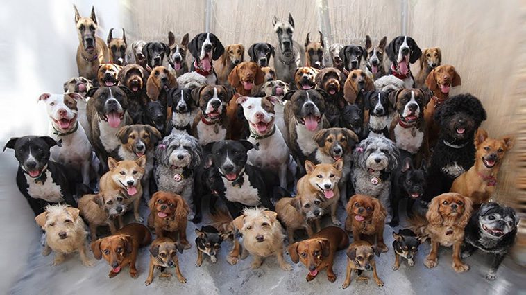 Räkna med en känslomässig process när du ska välja hund
