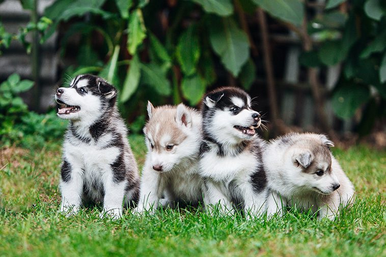 Valp eller vuxen hund: Vad passar bäst för dig?