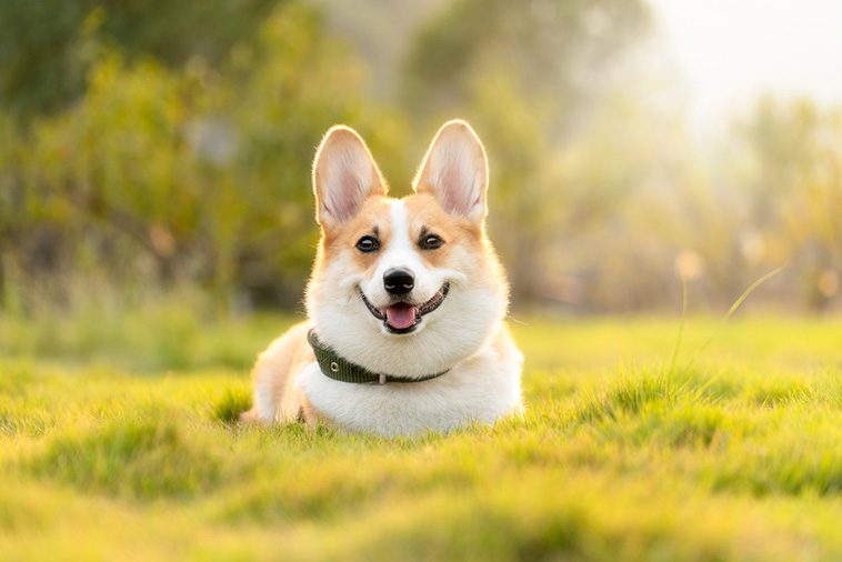 Valp eller vuxen hund: Vad passar bäst för dig?