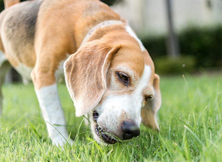 Hur du kan hantera gräsätande hos din hund