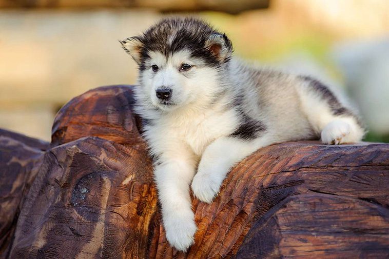 Hundraser: Alaskan Malamute