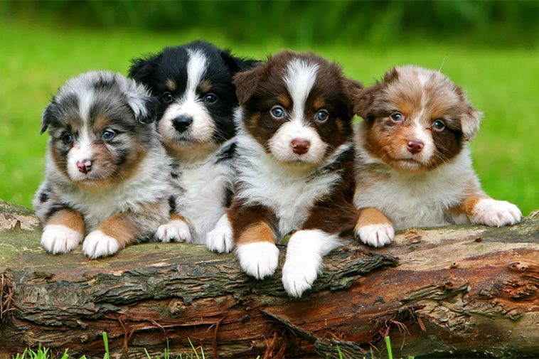Hundraser: Australian Shepherd