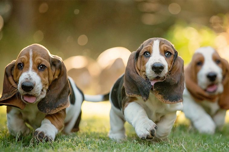 Hundraser: Basset Hound