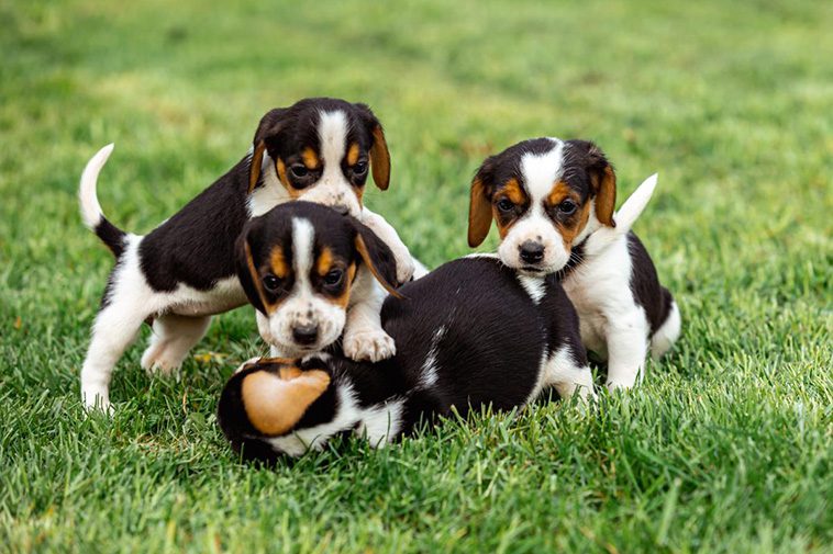 Hundraser: Beagle