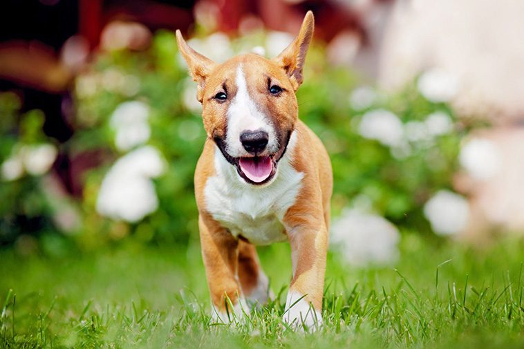 Hundraser: Bullterrier
