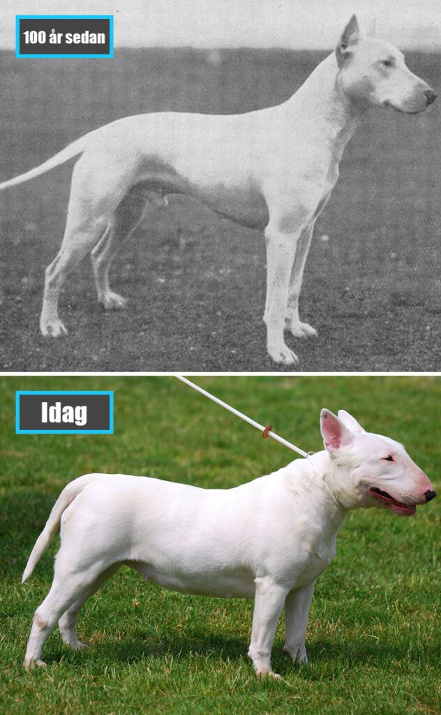 Selektiv avel - Bullterrier för 100 år sedan och samma ras idag