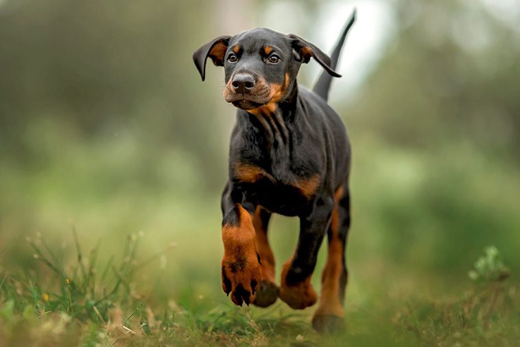 Hundraser: Dobermann