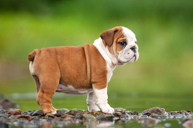 Hundraser: Engelsk Bulldogg