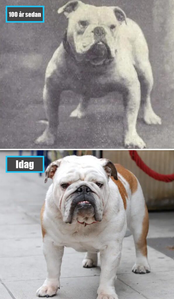 Selektiv avel - Engelsk Bulldogg för 100 år sedan och samma ras idag