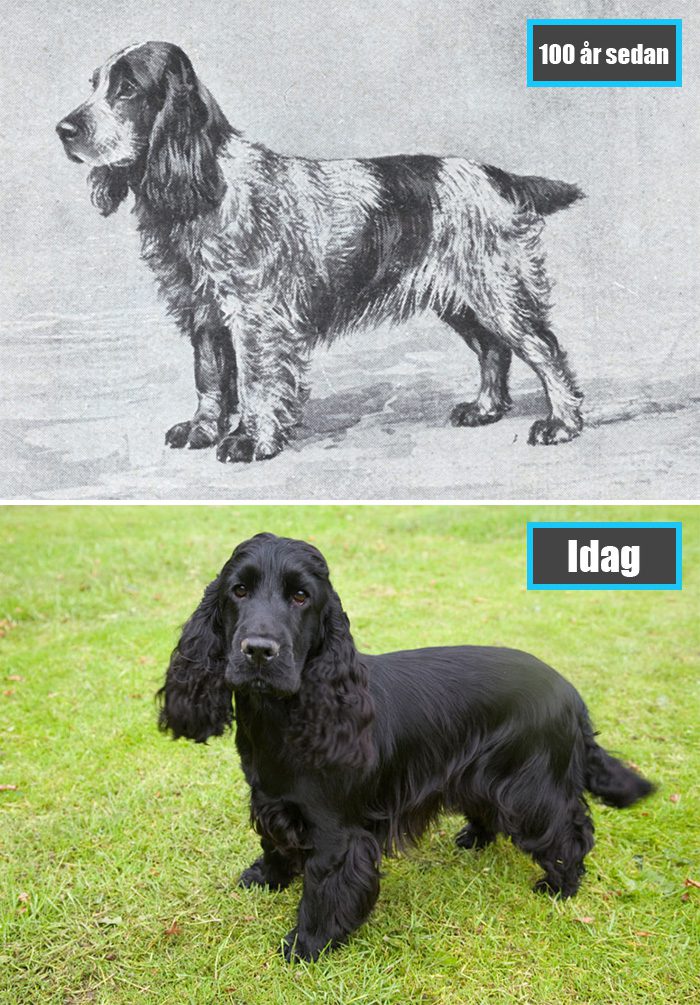 Selektiv avel - Engelsk Cocker Spaniel för 100 år sedan och samma ras idag