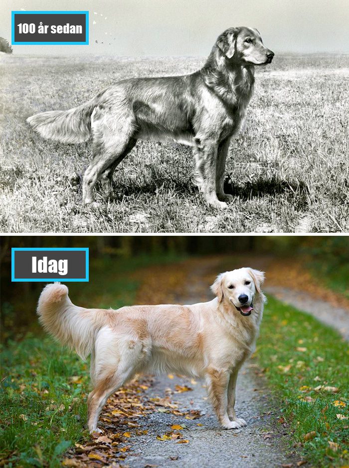 Selektiv avel - Golden Retriever för 100 år sedan och samma ras idag
