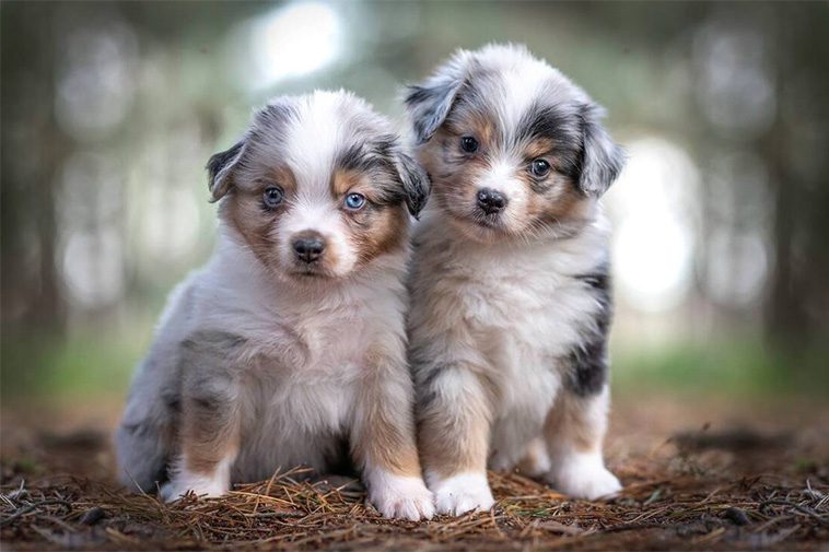 Hundraser: Miniature American Shepherd
