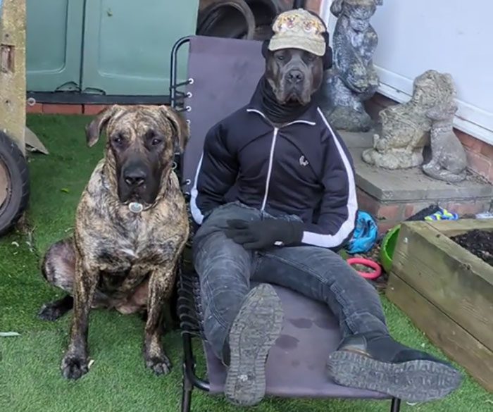 Möt Mist: Cane Corson som drar in tusentals på sina humoristiska bilder och filmer