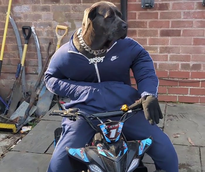 Möt Mist: Cane Corson som drar in tusentals på sina humoristiska bilder och filmer