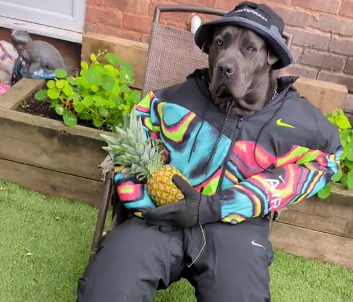 Möt Mist: Cane Corson som drar in tusentals på sina humoristiska bilder och filmer