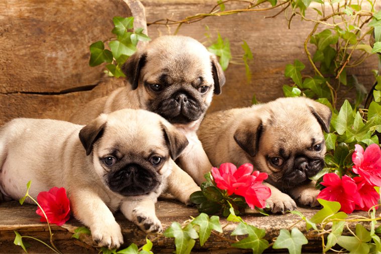 Hundraser: Mops