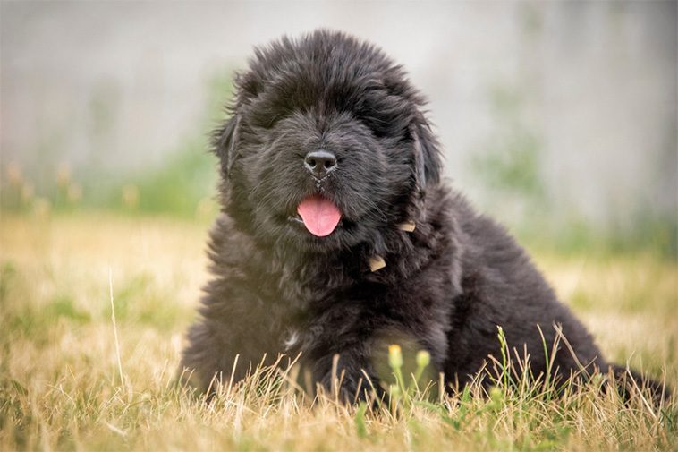 Hundraser: Newfoundlandshund