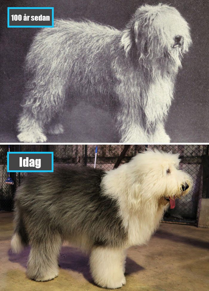 Selektiv avel - Old English Sheepdog för 100 år sedan och samma ras idag