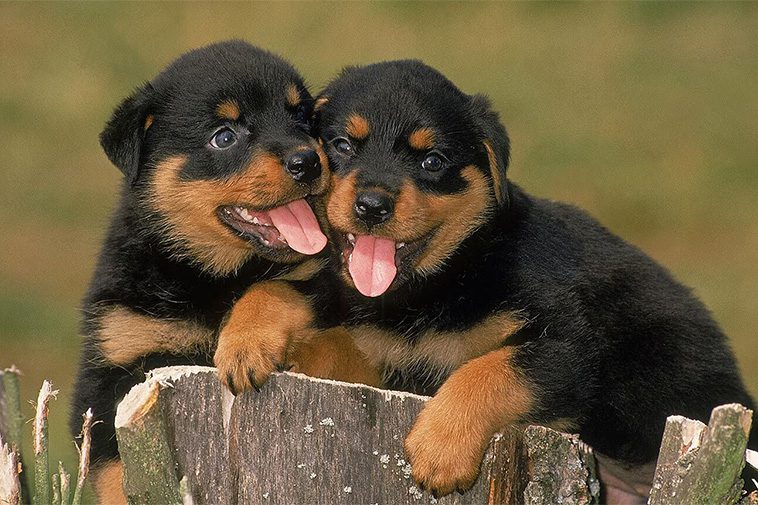 Hundraser: Rottweiler