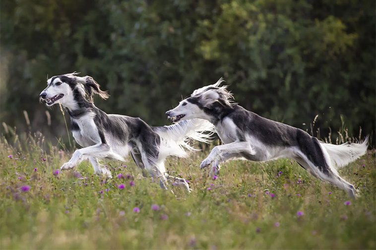 Hundraser: Saluki