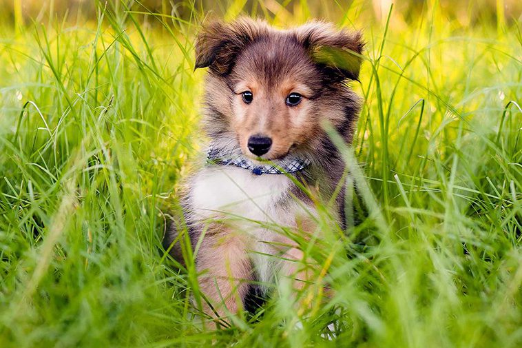 Hundraser: Shetland Sheepdog