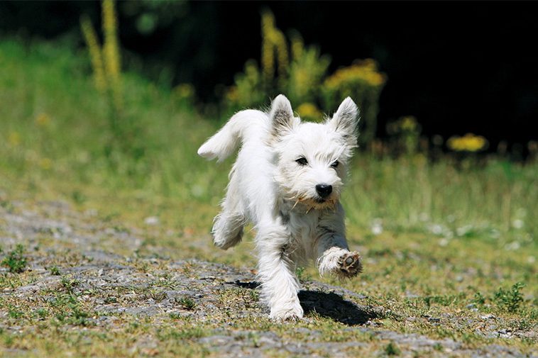 Hundraser: West Highland White Terrier