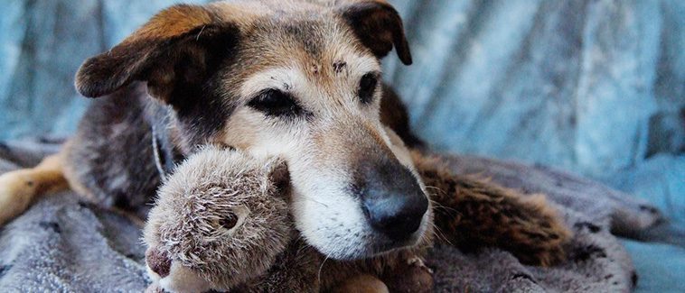 Utmaningar med att adoptera en seniorhund