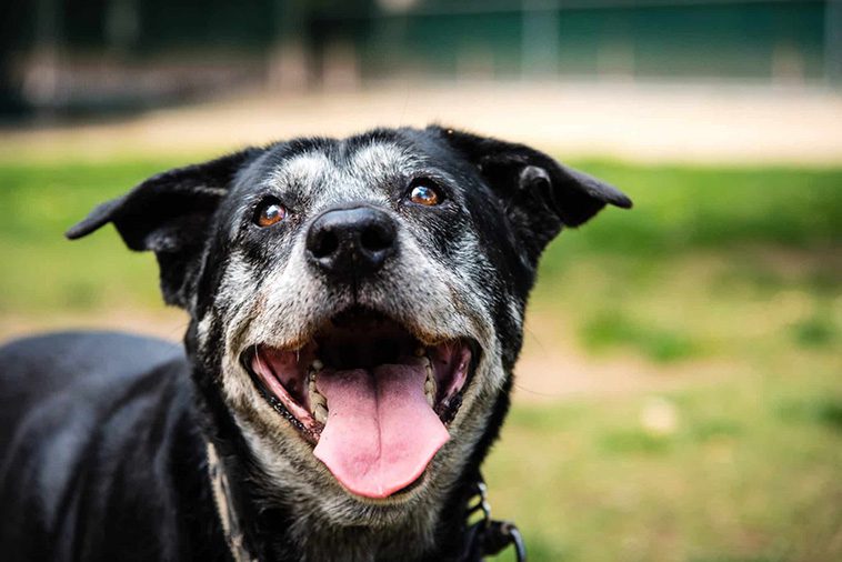 Vad du bör veta om att adoptera en seniorhund