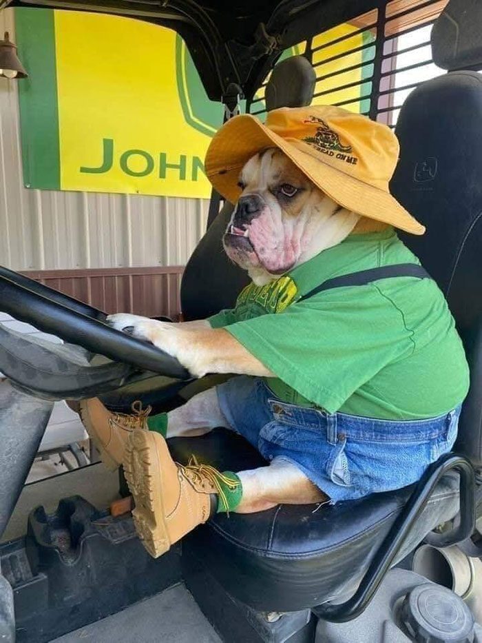 18 bilder som visar att Bulldoggs är mycket mer än bara stereotyper