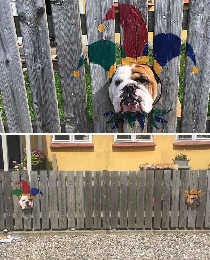 18 bilder som visar att Bulldoggs är mycket mer än bara stereotyper