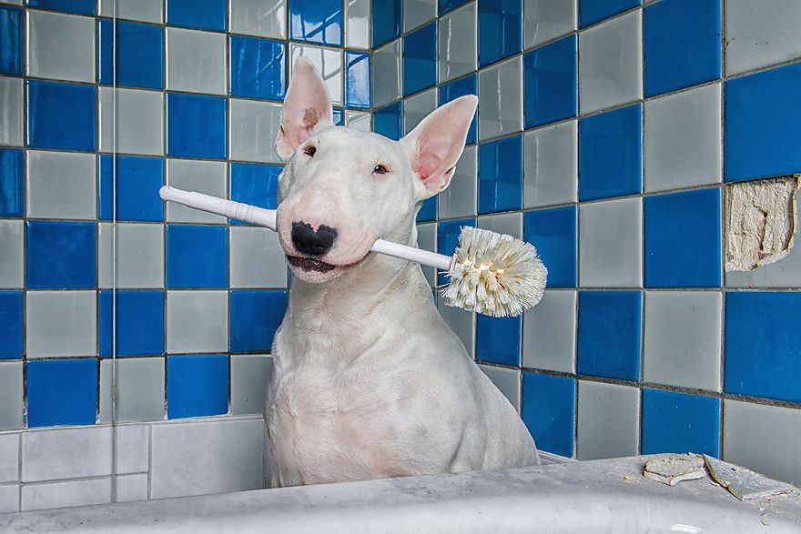 Skrattgaranti för hundälskare: Bullterriern Claire skojar om Coronaviruset