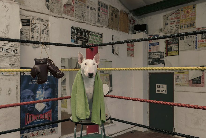 Skrattgaranti för hundälskare: Bullterriern Claire skojar om Coronaviruset