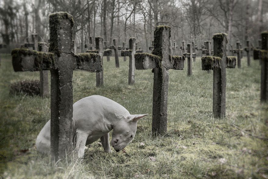 Skrattgaranti för hundälskare: Bullterriern Claire skojar om Coronaviruset