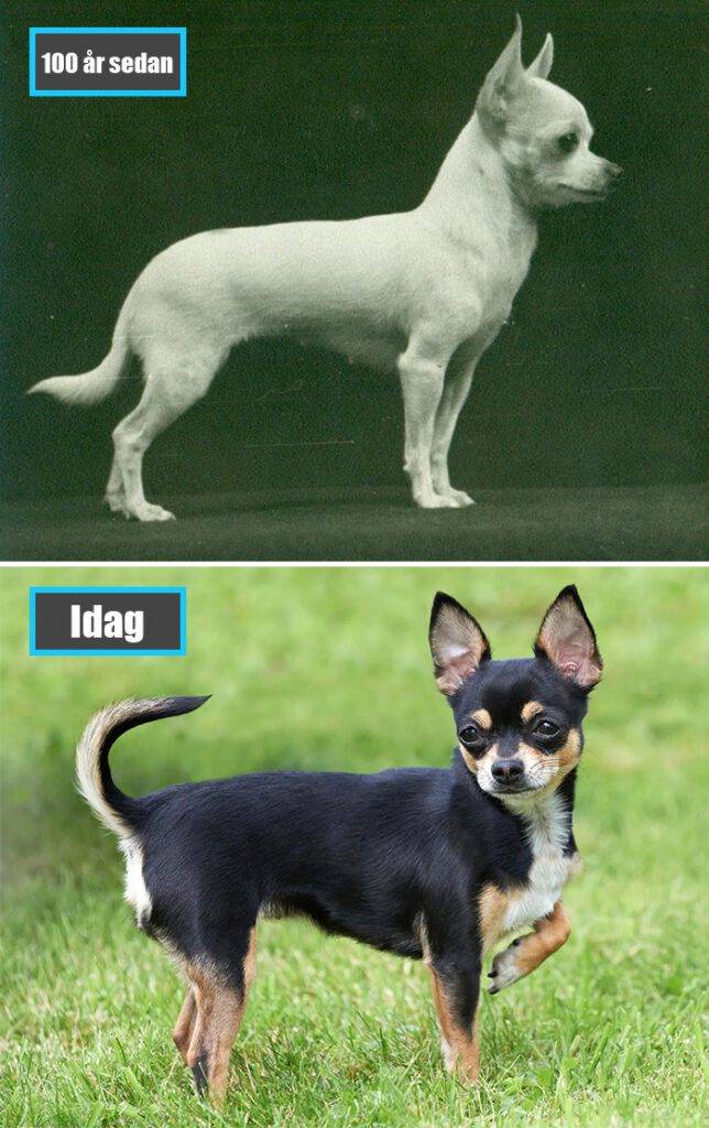 Selektiv avel - Chihuahua för 100 år sedan och samma ras idag
