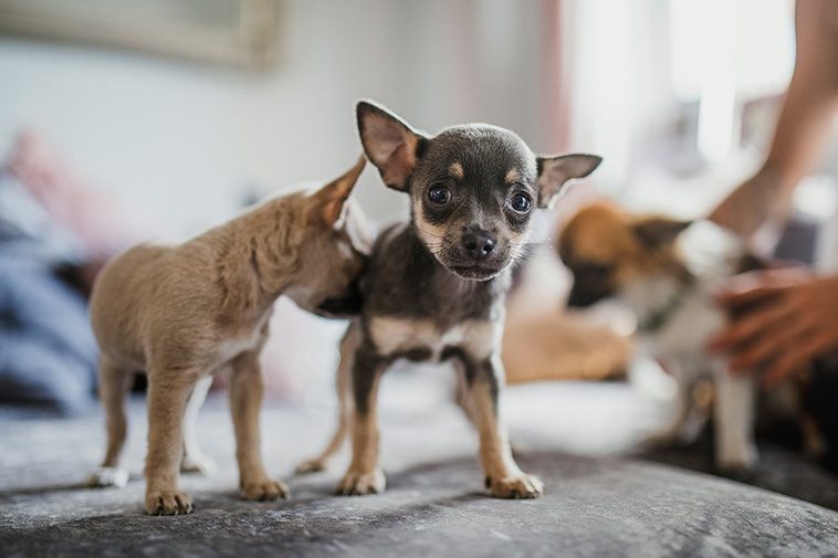 Hundraser: Chihuahua (korthårig)