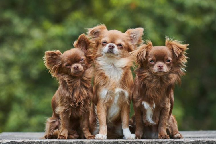 Hundraser: Chihuahua (långhårig)
