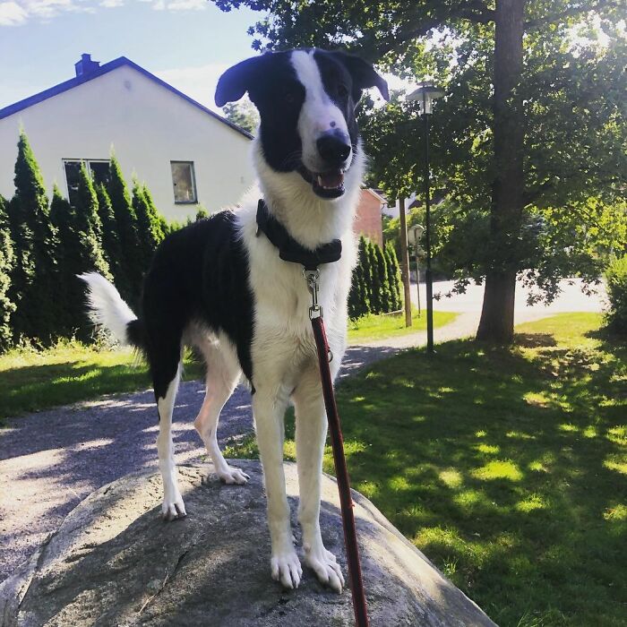 "Har han giraff-DNA?" – Denna Borzoi- och Schäfer-mix med otroligt lång hals förvånar många