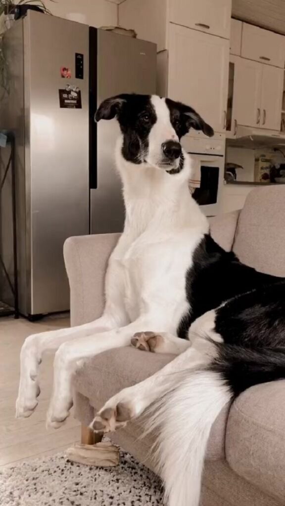 "Har han giraff-DNA?" – Denna Borzoi- och Schäfer-mix med otroligt lång hals förvånar många