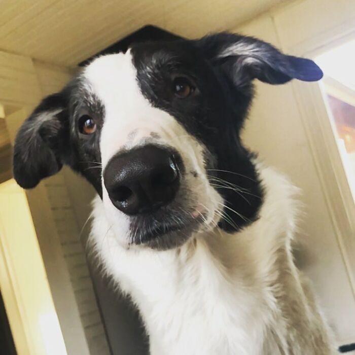 "Har han giraff-DNA?" – Denna Borzoi- och Schäfer-mix med otroligt lång hals förvånar många