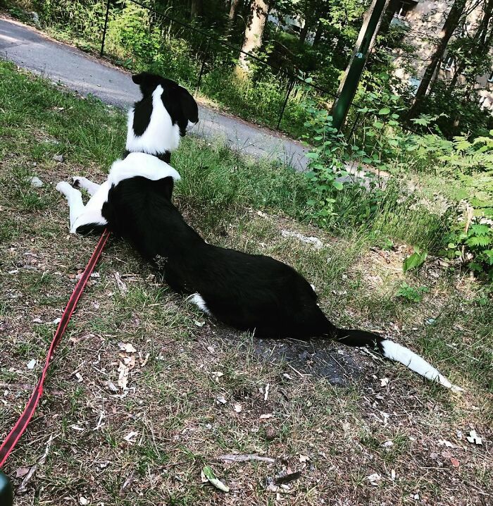 "Har han giraff-DNA?" – Denna Borzoi- och Schäfer-mix med otroligt lång hals förvånar många
