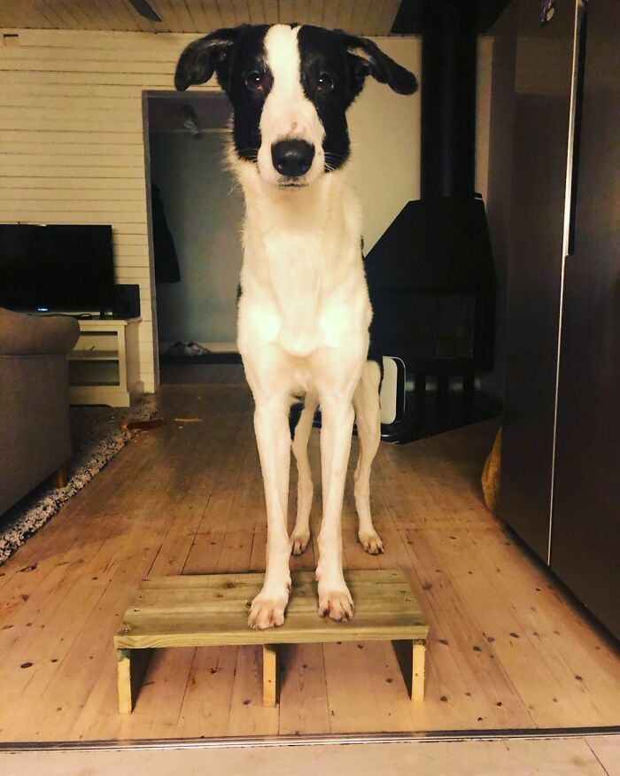 "Har han giraff-DNA?" – Denna Borzoi- och Schäfer-mix med otroligt lång hals förvånar många