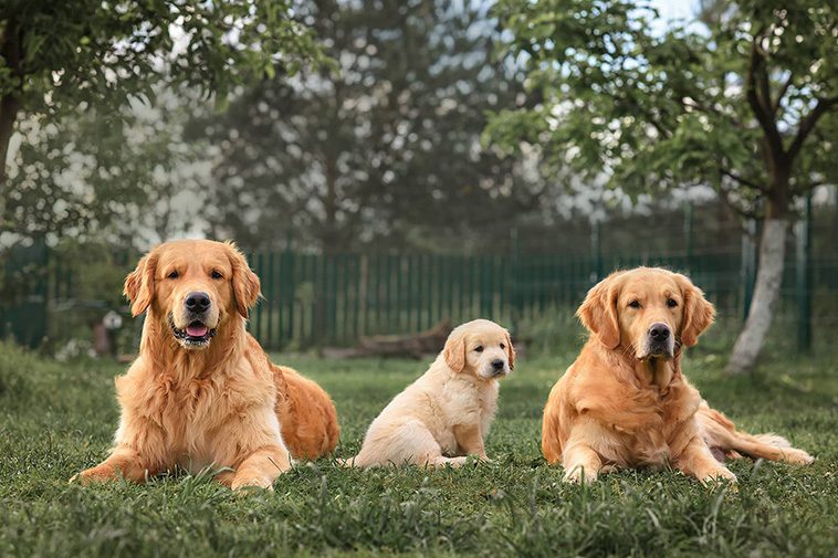 Hundraser: Golden Retriever.