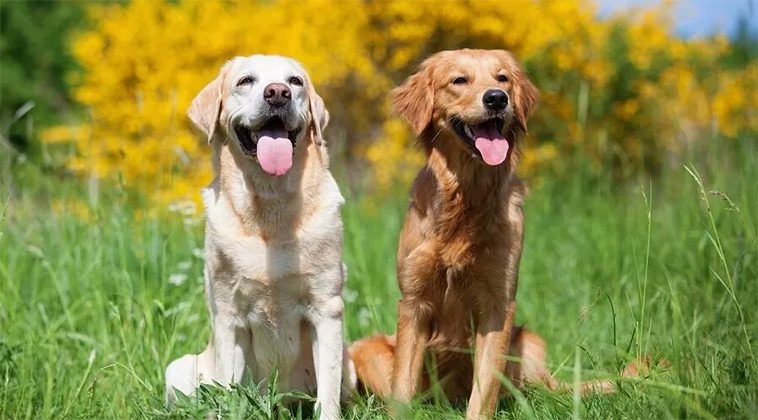 Golden Retriever vs Labrador Retriever: Välja rätt hundras