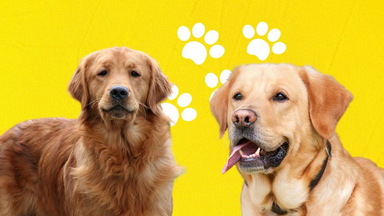 Golden Retriever vs Labrador Retriever: Välja rätt hundras