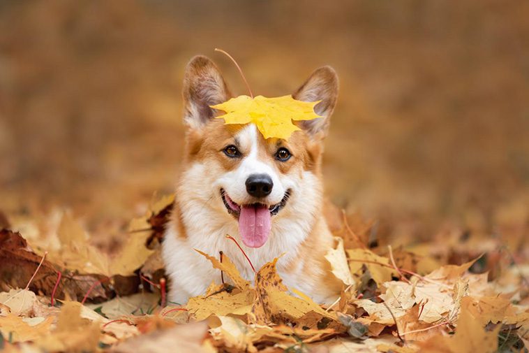 Träning och hantering när din hund jagar löv.